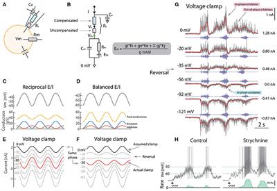 Commentary: Synaptic Excitation in Spinal Motoneurons Alternates with Synaptic Inhibition and Is Balanced by Outward Rectification during Rhythmic Motor Network Activity